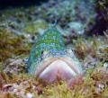   atlantic lizardfish el lagarto lying wait Commonly found Canarian waters  